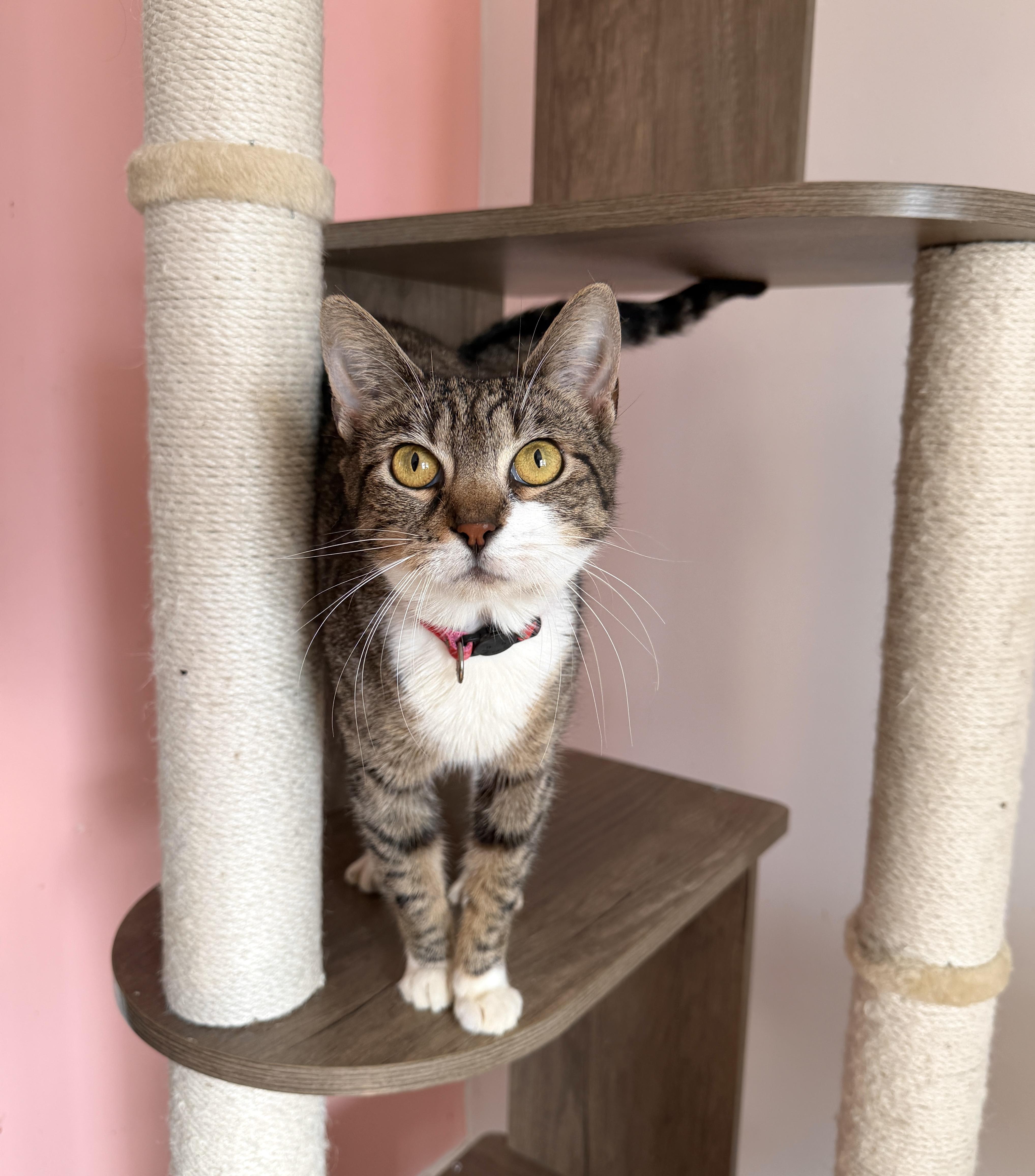 BRIE, adopted, Adult Female Tabby.