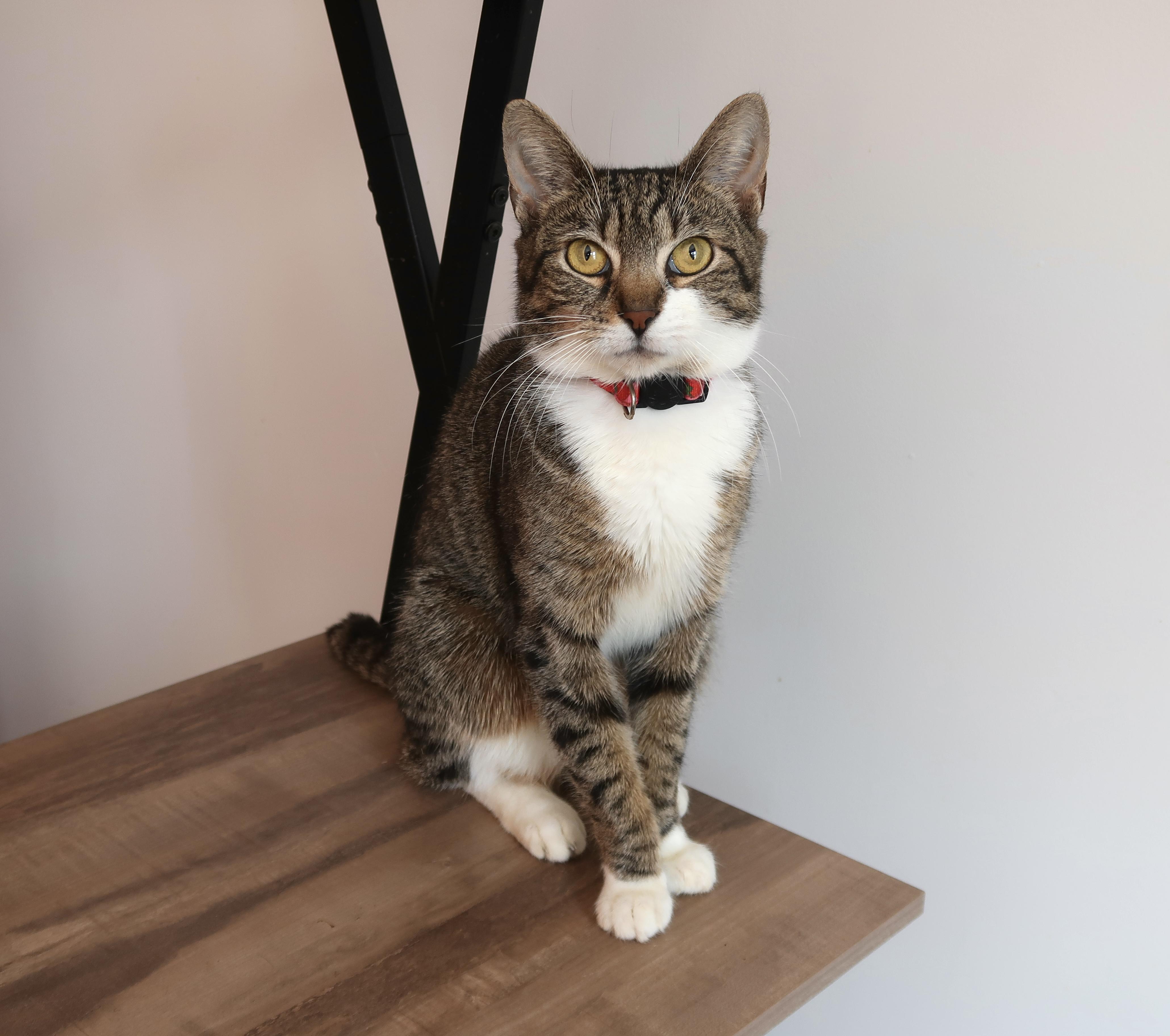 Enlarge BRIE, an adopted Tabby in New York, NY image 3/3