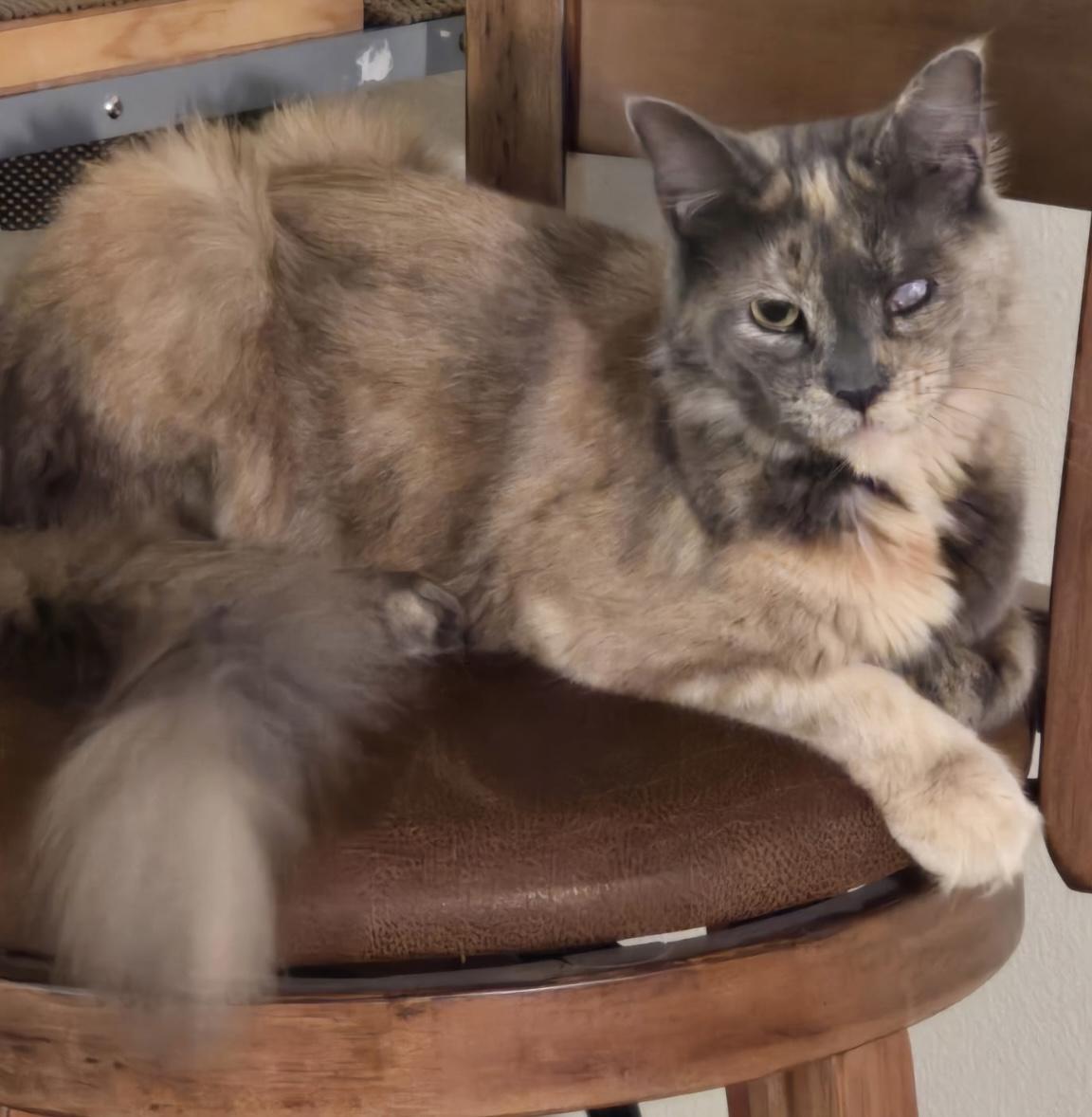 Tory, a Adoptable mixed breed in Beaverton, OR image 1/4