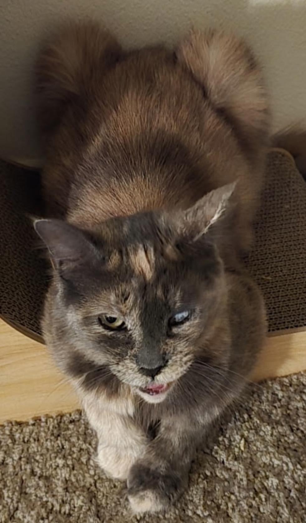 Tory, a Adoptable mixed breed in Beaverton, OR image 4/4