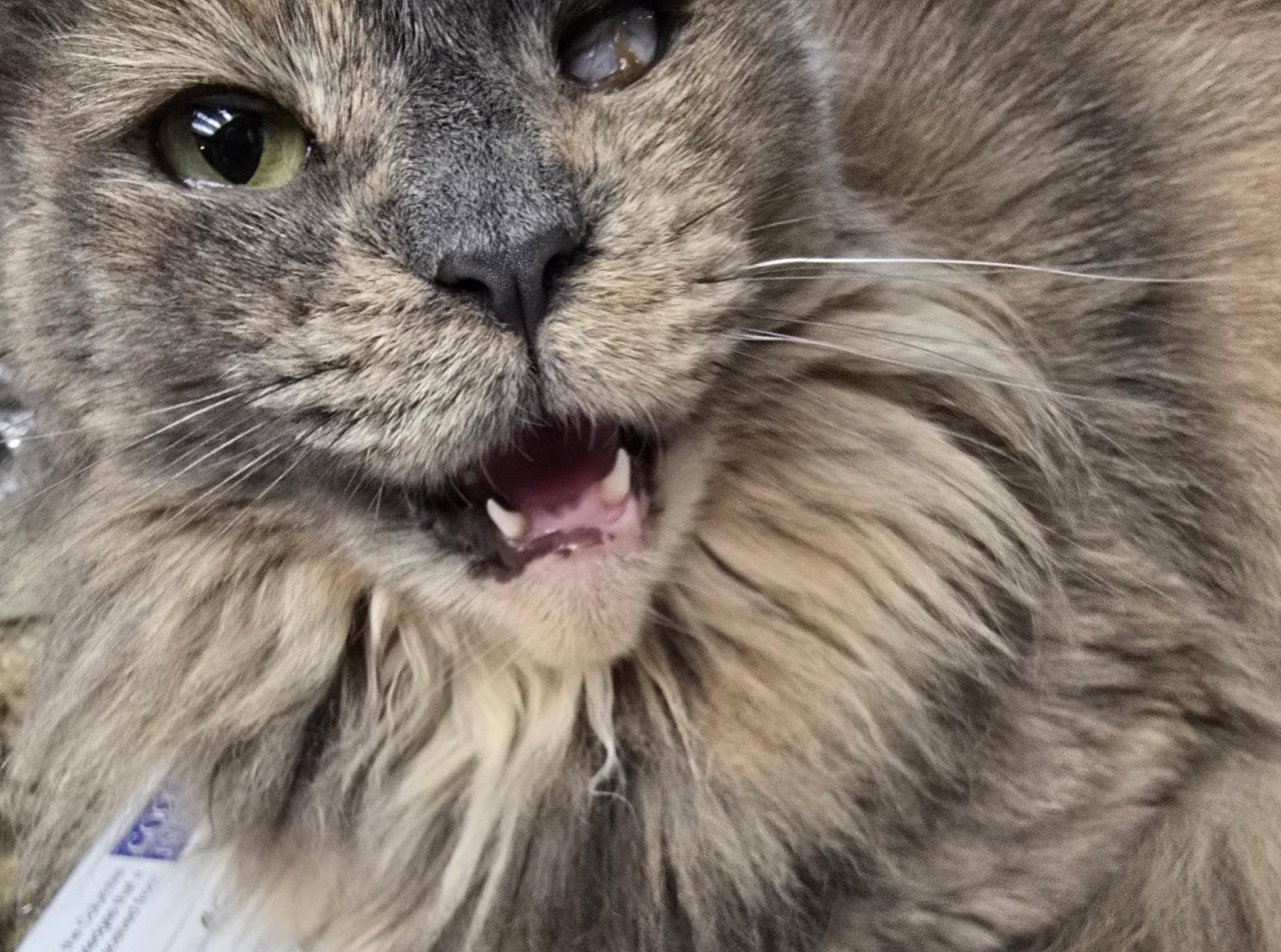 Tory, a Adoptable mixed breed in Beaverton, OR image 2/4