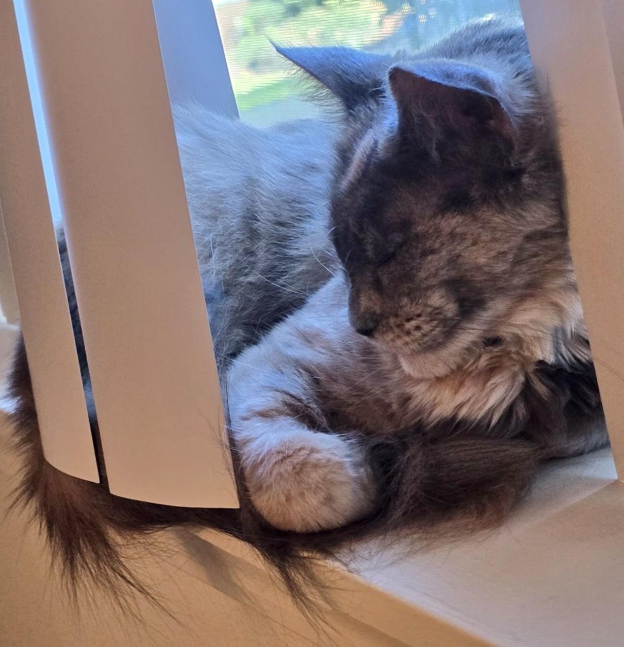 Tory, a Adoptable mixed breed in Beaverton, OR image 3/4