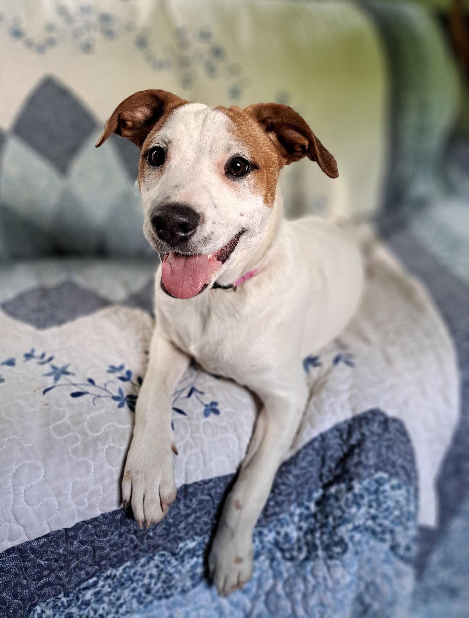 Maisie, Adoptable, Puppy Female Jack Russell Terrier & Beagle.