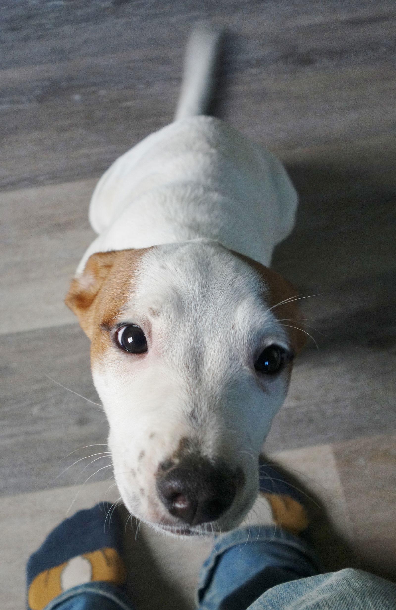 Enlarge Maisie, a Adoptable Jack Russell Terrier in Fort Thomas, KY image 1/3
