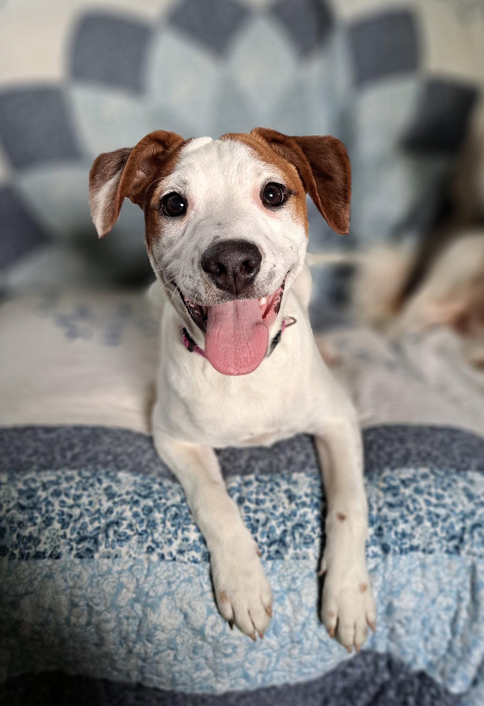 Maisie, Adoptable, Puppy Female Jack Russell Terrier & Beagle.