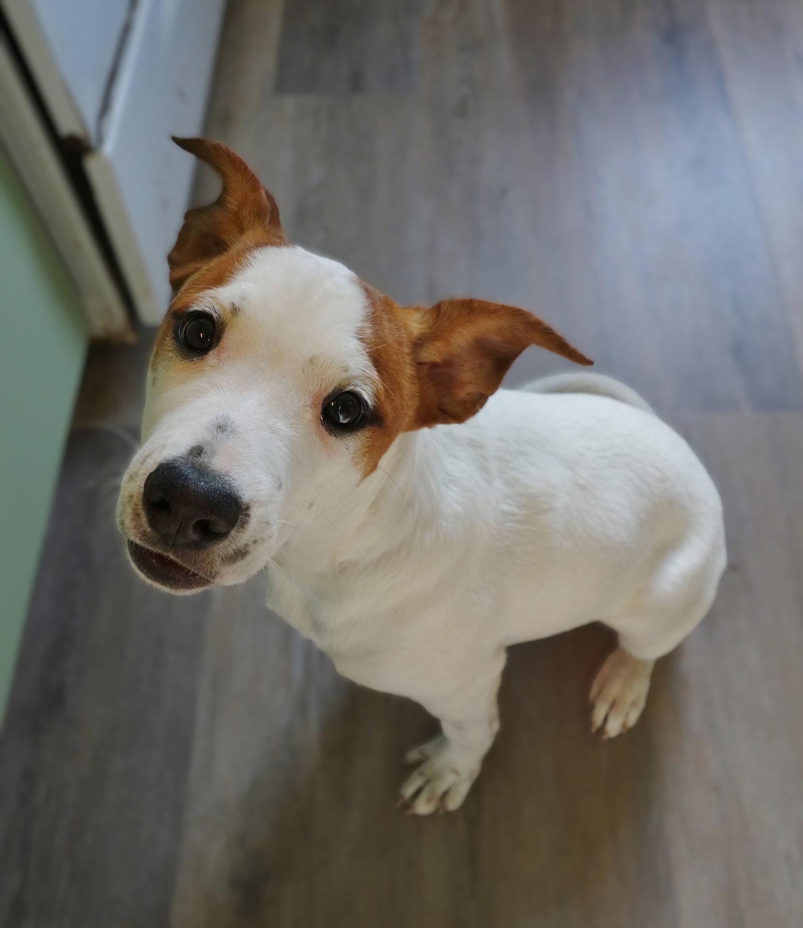 Enlarge Maisie, a Adoptable mixed breed in Fort Thomas, KY image 2/3