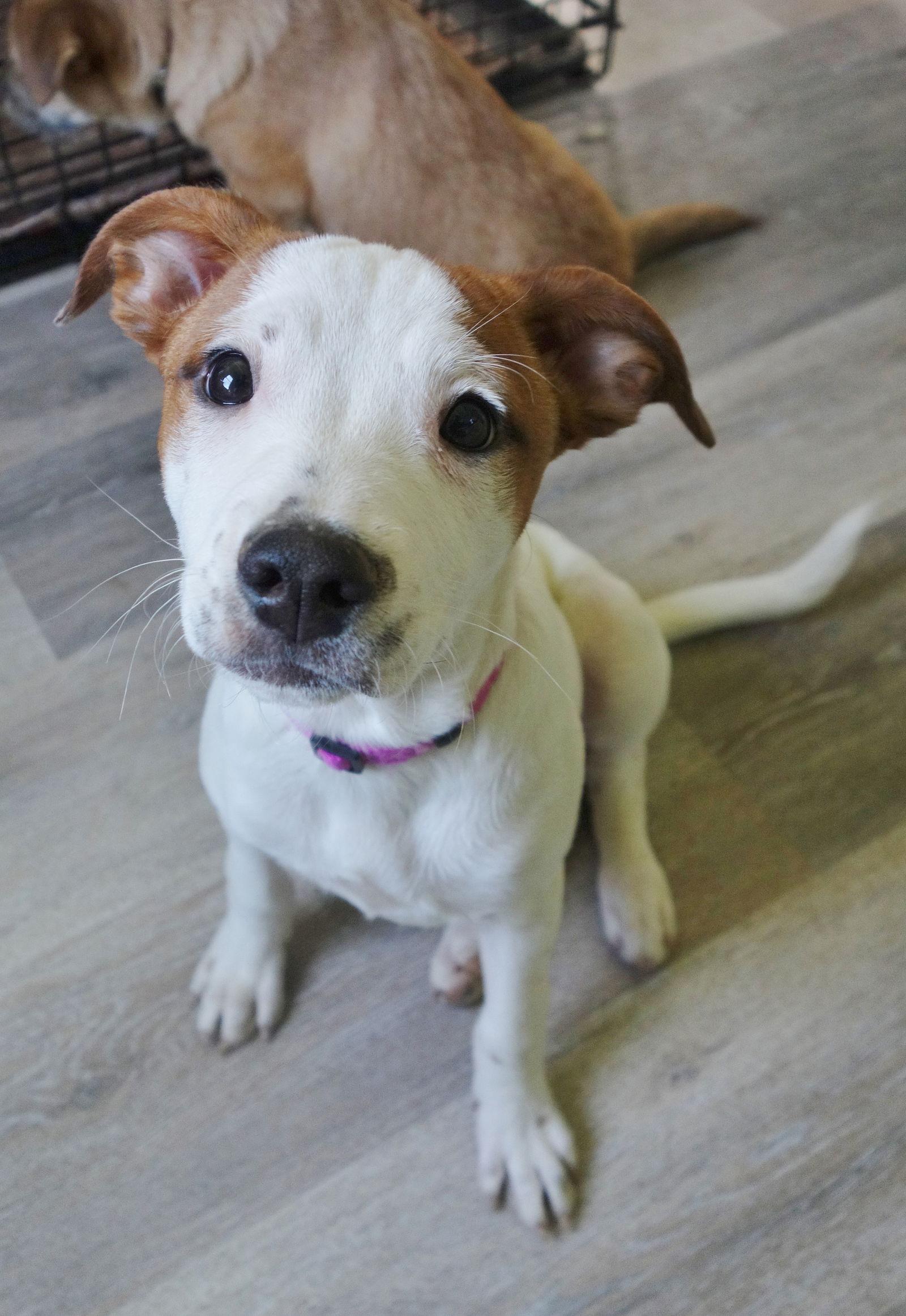 Enlarge Maisie, a Adoptable Jack Russell Terrier in Fort Thomas, KY image 2/3
