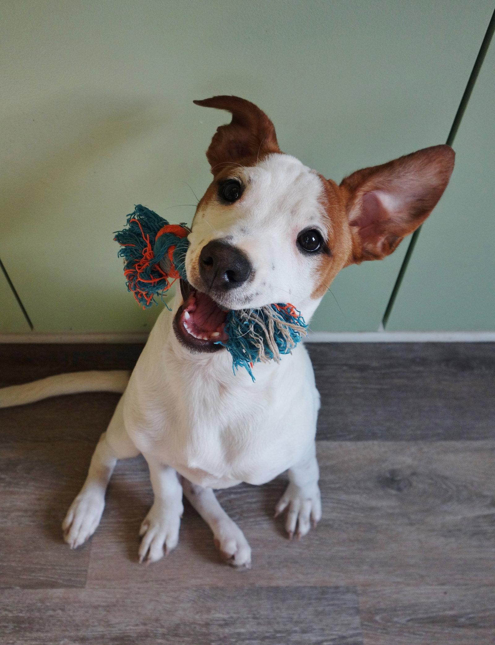 Enlarge Maisie, a Adoptable mixed breed in Fort Thomas, KY image 3/3