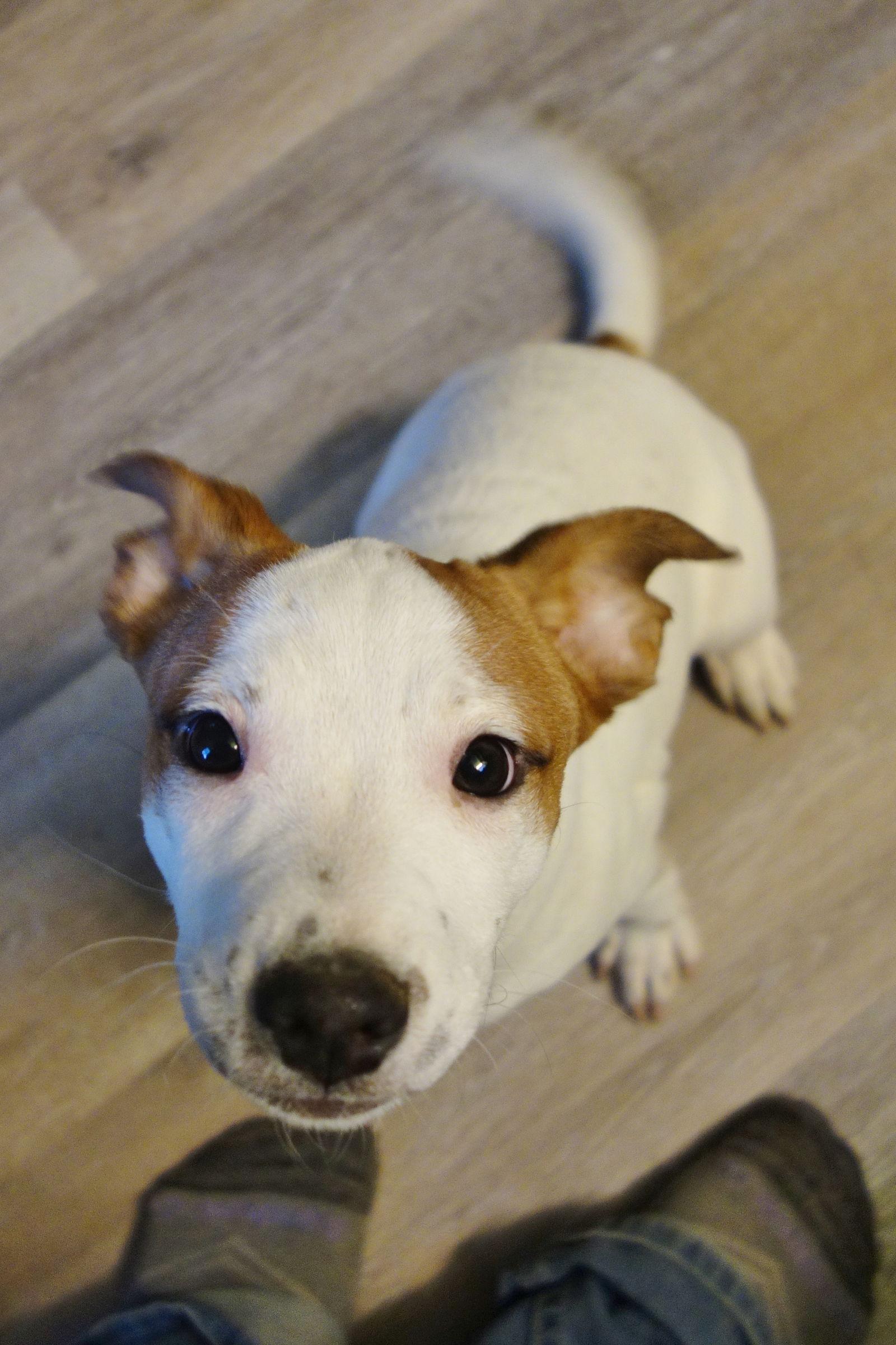 Enlarge Maisie, a Adoptable Jack Russell Terrier in Fort Thomas, KY image 3/3