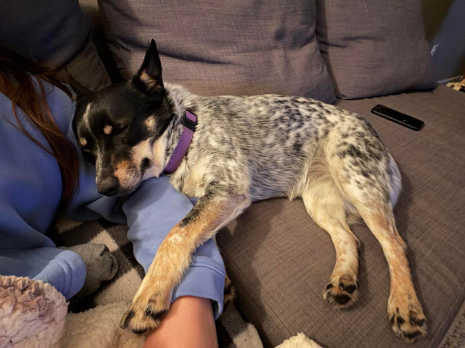 Kirbie, Adoptable, Young Female Australian Cattle Dog / Blue Heeler.