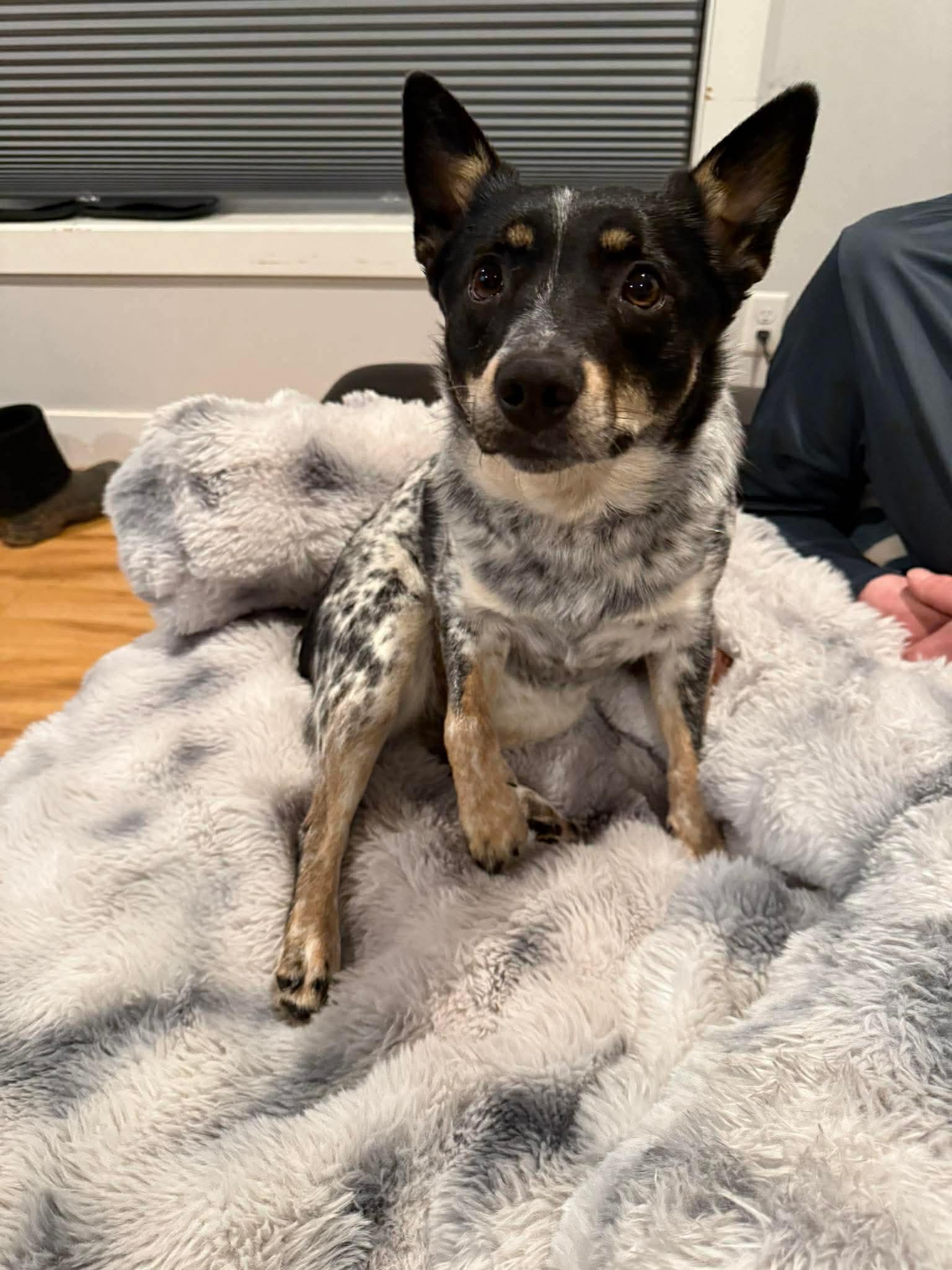 Enlarge Kirbie, a Adoptable Australian Cattle Dog / Blue Heeler in Duluth, MN image 2/3