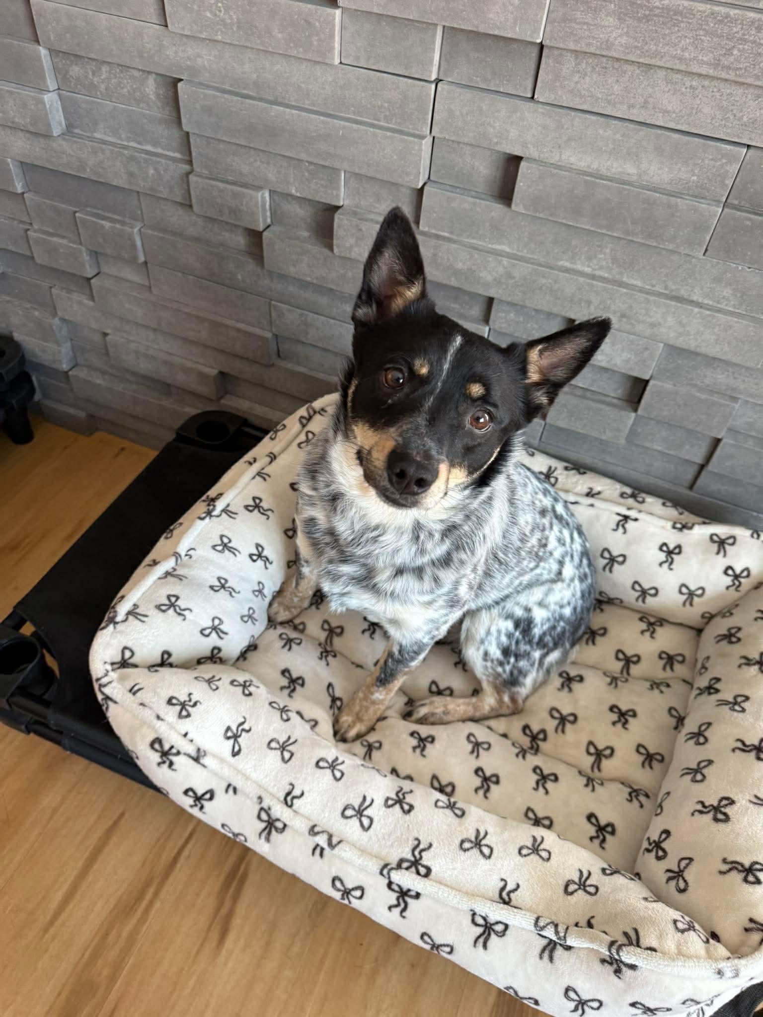 Enlarge Kirbie, a Adoptable Australian Cattle Dog / Blue Heeler in Duluth, MN image 3/3