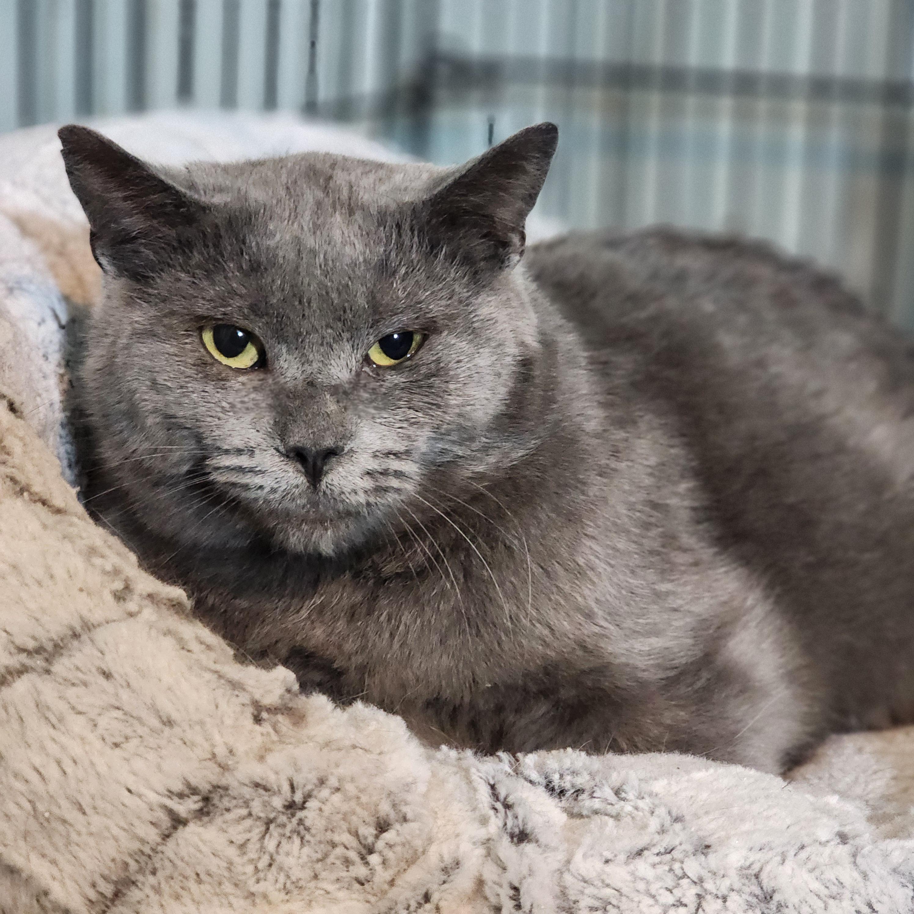 Emmie, Adoptable, Adult Female Domestic Short Hair.