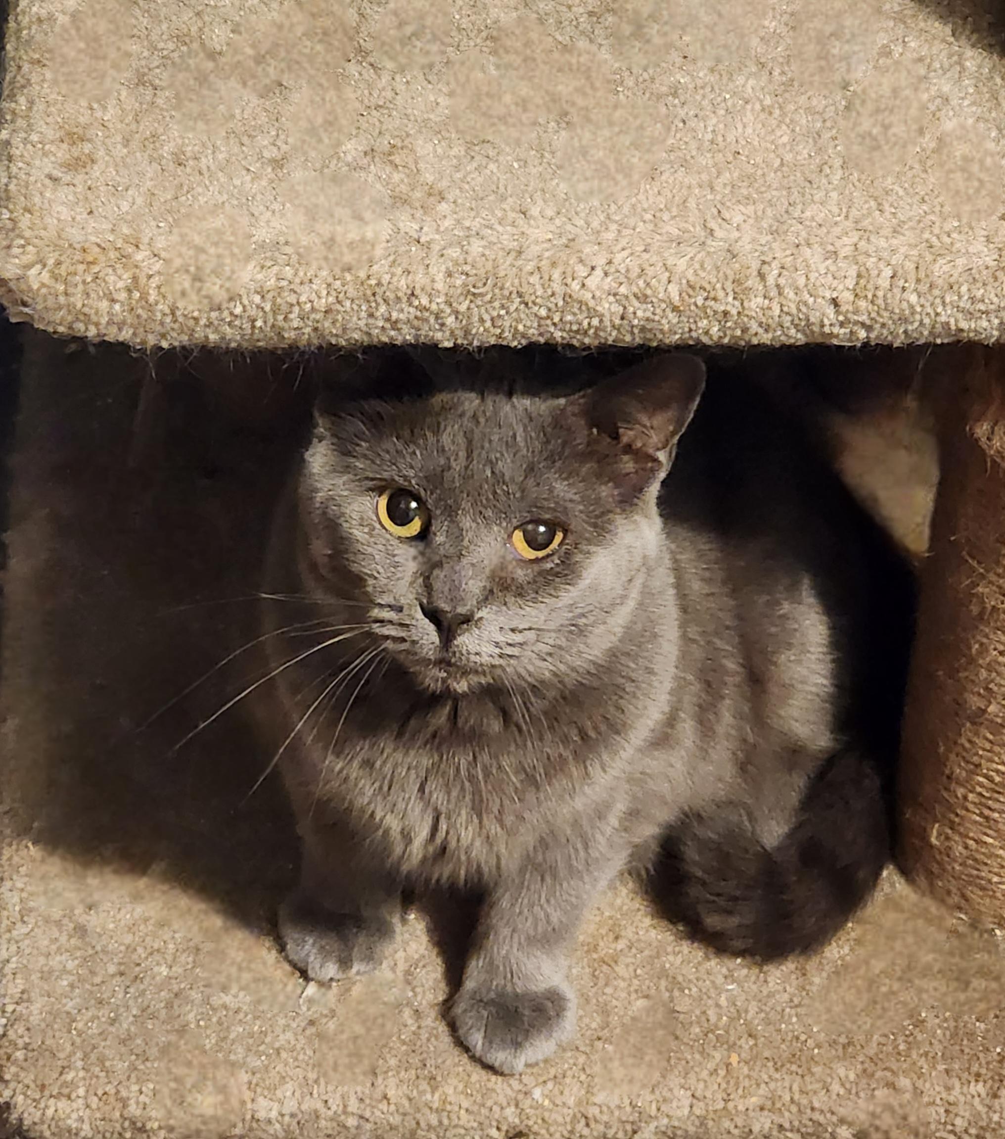 Emmie, a Adoptable Domestic Short Hair in Lincoln, NE image 3/6