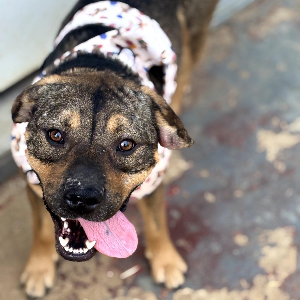 Ruger, Adoptable, Adult Male Mixed Breed.
