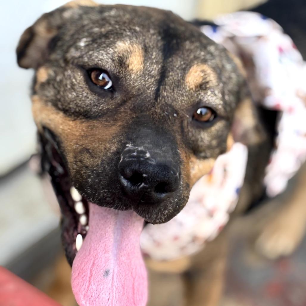 Enlarge Ruger, a Adoptable Mixed Breed in Rossville, GA image 2/5