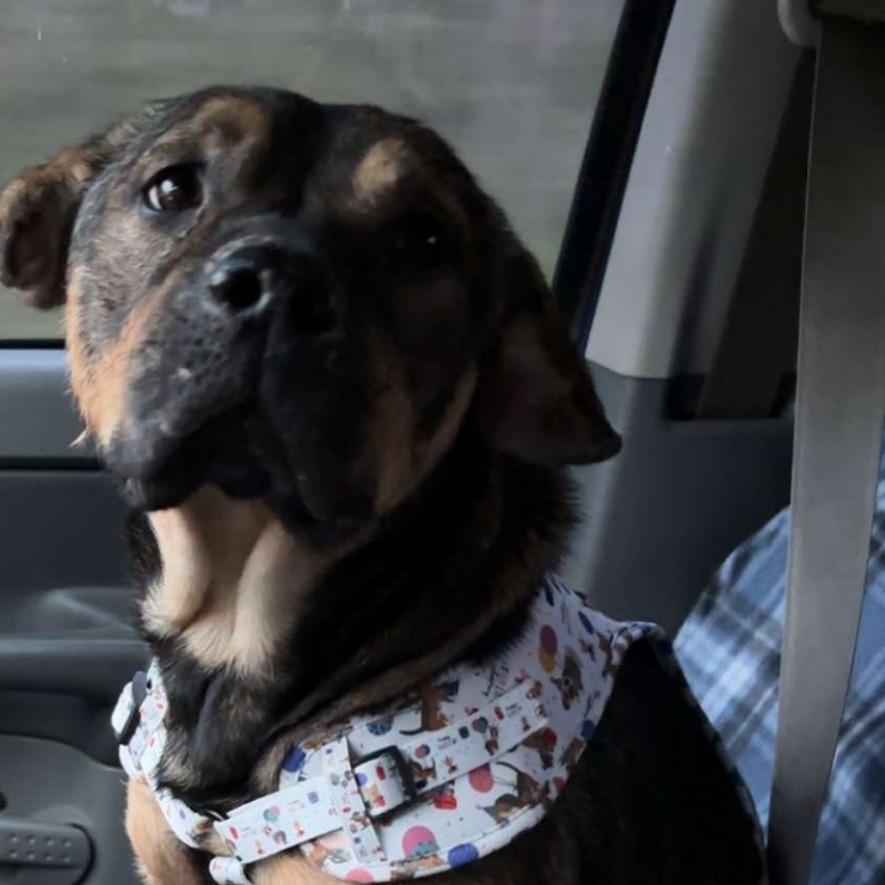 Enlarge Ruger, a Adoptable Mixed Breed in Rossville, GA image 3/5
