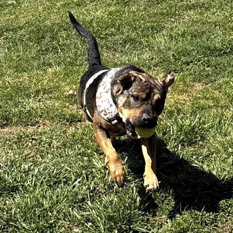Enlarge Ruger, a Adoptable Mixed Breed in Rossville, GA image 4/5