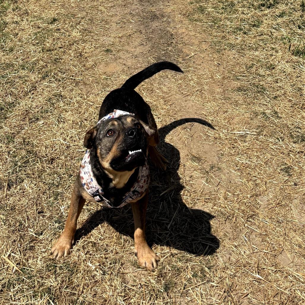 Enlarge Ruger, a Adoptable Mixed Breed in Rossville, GA image 5/5