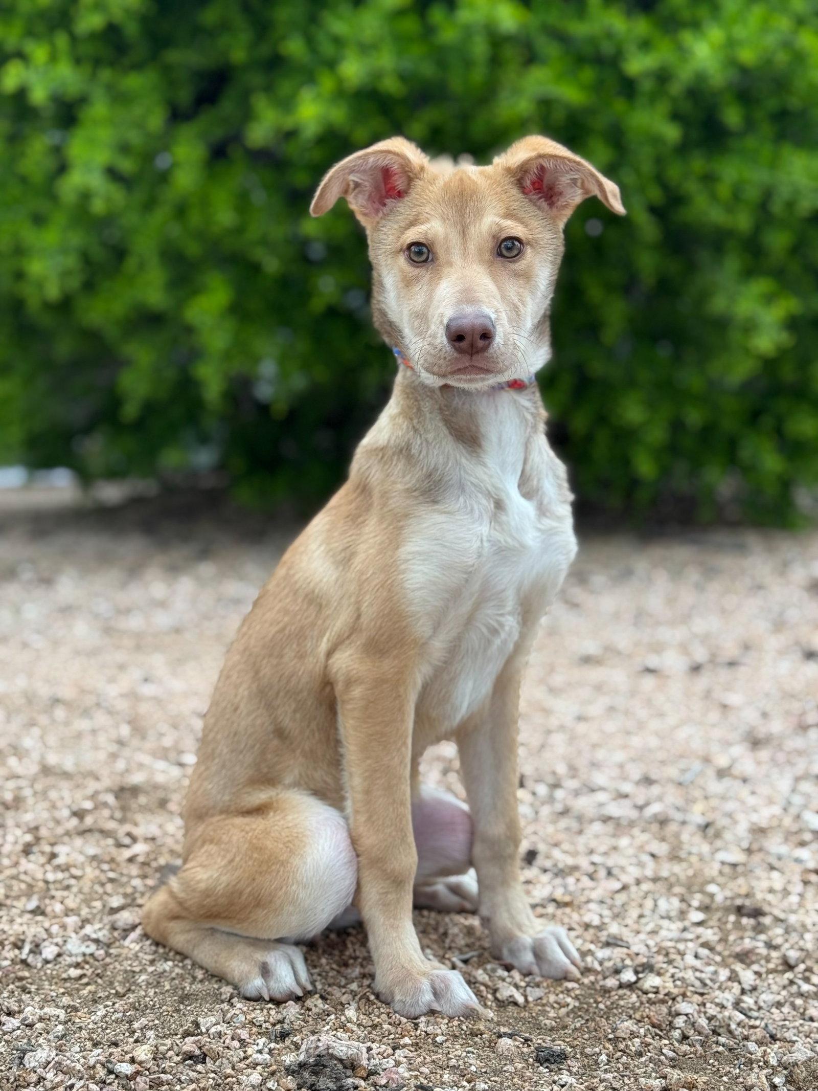 Genie, Adoptable, Young Female Shepherd.