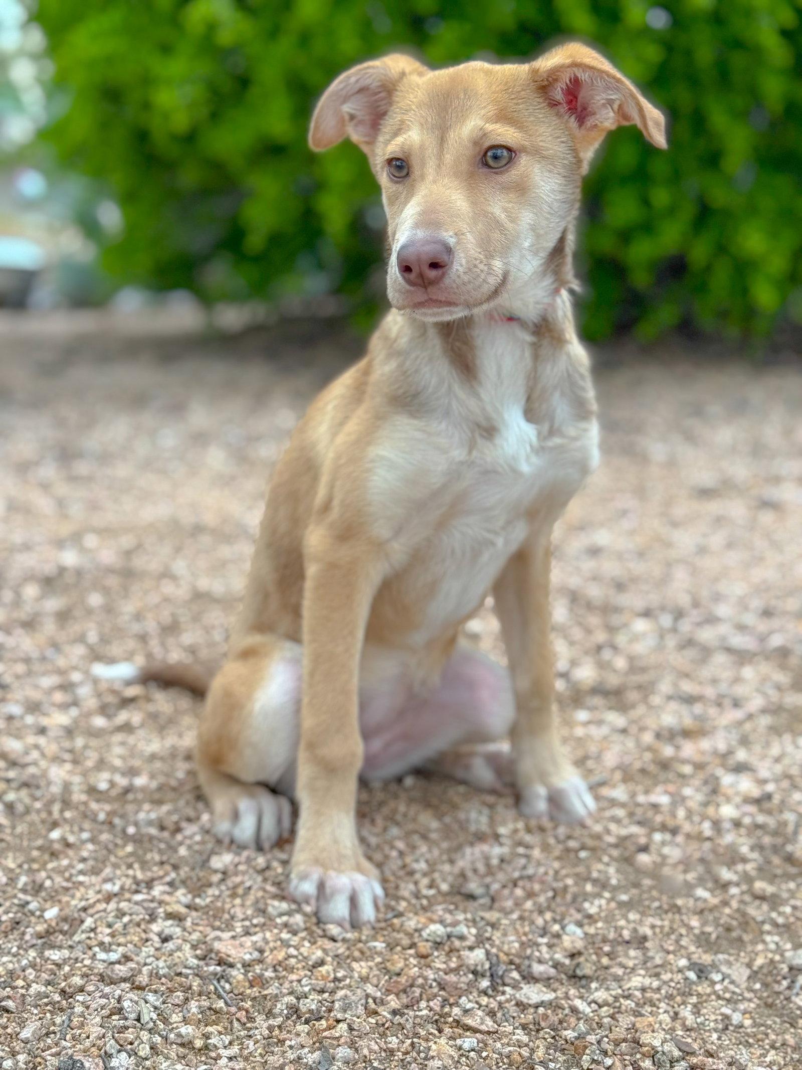 Enlarge Genie, a Adoptable Shepherd in Helotes, TX image 2/3