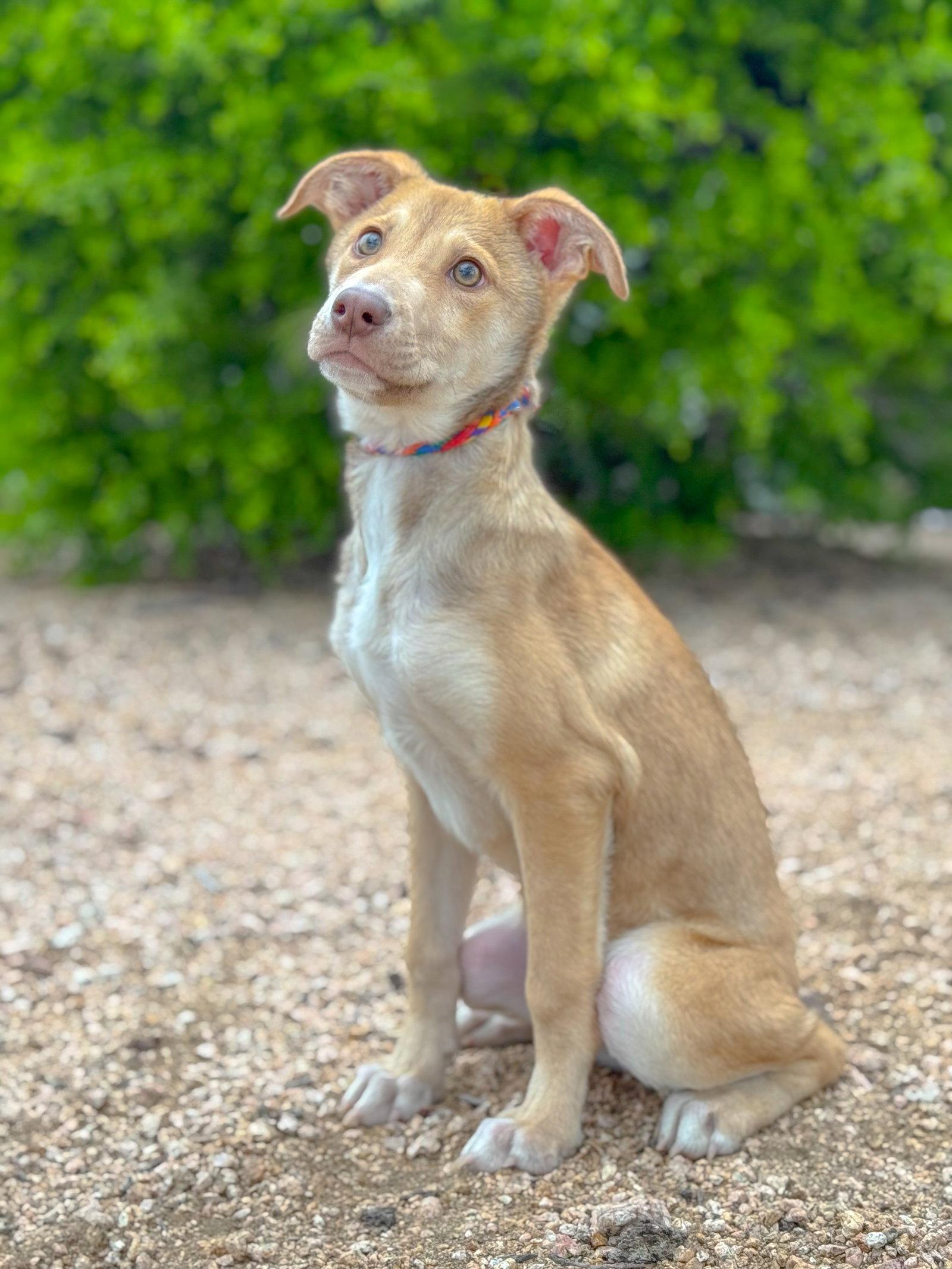 Enlarge Genie, a Adoptable Shepherd in Helotes, TX image 3/3