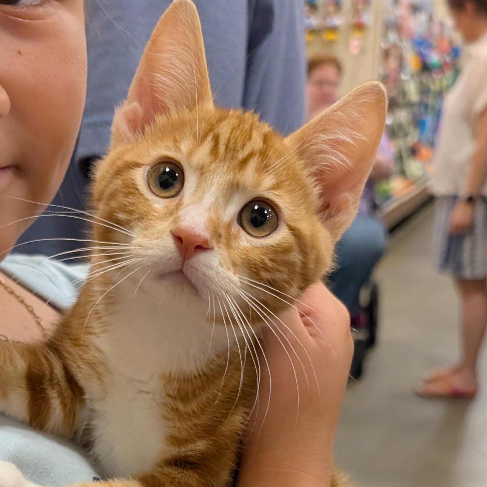 Ralphie, Adoptable, Kitten Male Domestic Short Hair.