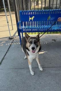 Enlarge PHI, a Adoptable mixed breed in Stockton, CA image 1/1