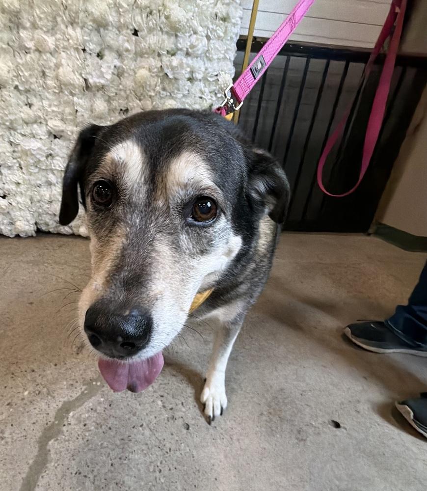 Lady, Adoptable, Senior Female Husky & Labrador Retriever.