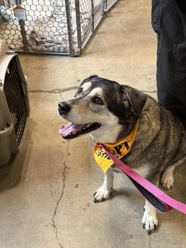 Lady, a Adoptable mixed breed in Irwin, PA image 4/6