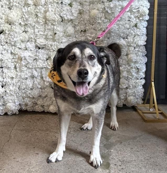 Lady, a Adoptable mixed breed in Irwin, PA image 5/6