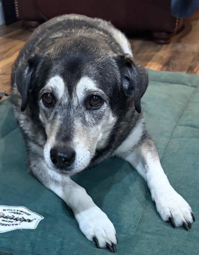Lady, a Adoptable mixed breed in Irwin, PA image 6/6
