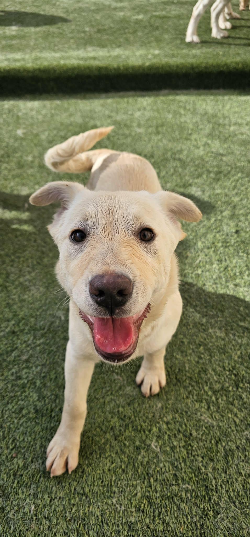Wisp, ADOPTABLE, Puppy Female Yellow Labrador Retriever.