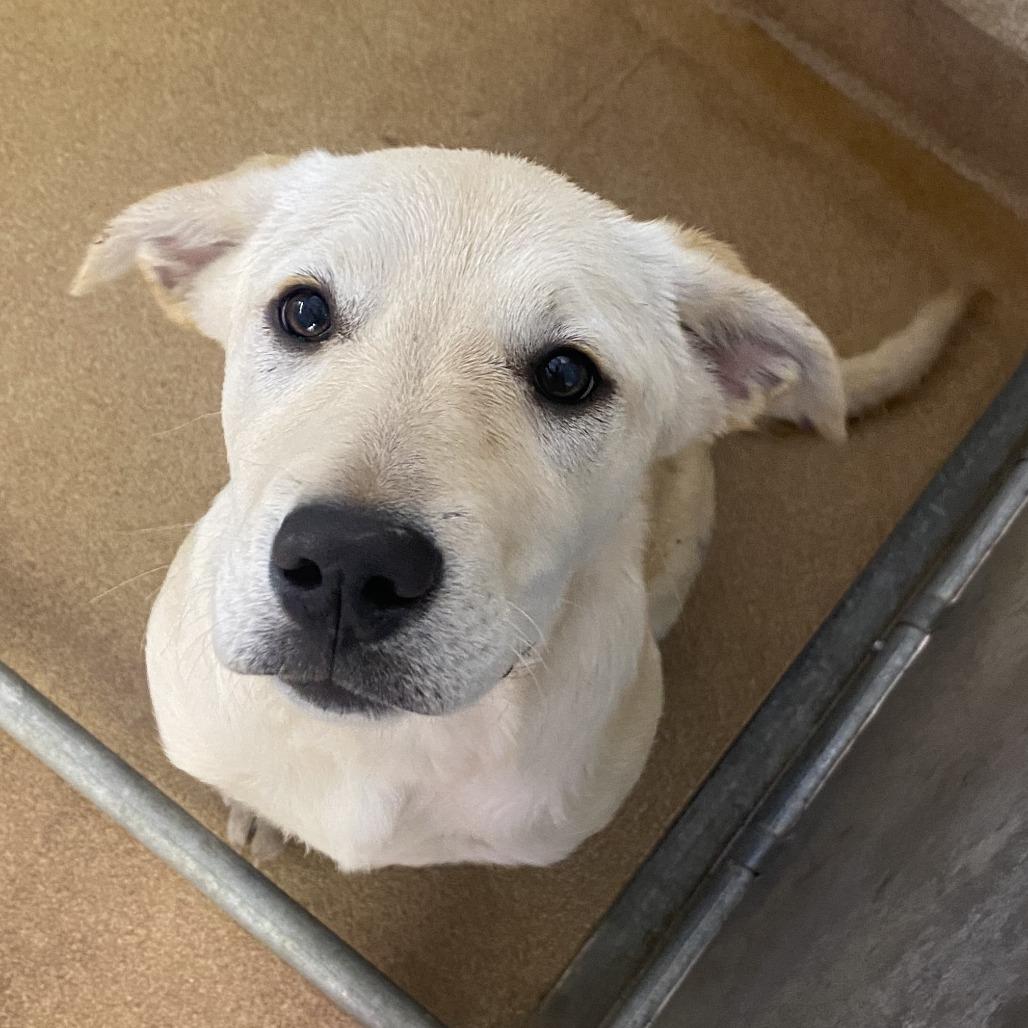 Wisp, ADOPTABLE, Puppy Female Yellow Labrador Retriever.