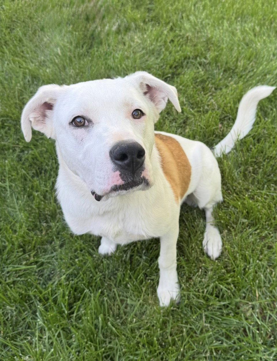 Enlarge Millie, a Adoptable mixed breed in Omaha, NE image 1/3