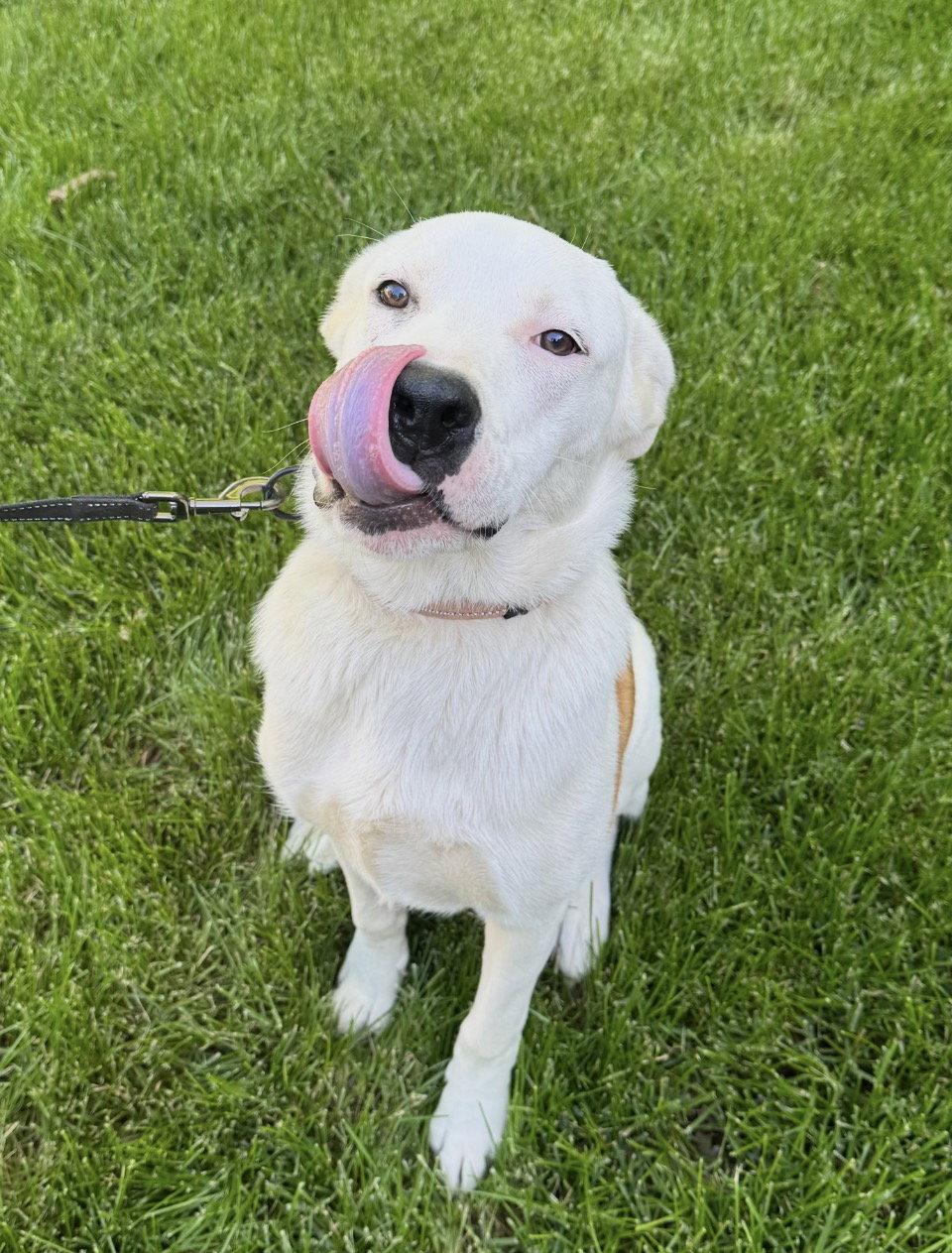 Enlarge Millie, a Adoptable mixed breed in Omaha, NE image 2/3