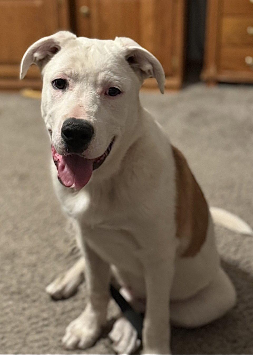 Millie, Adoptable, Young Female Labrador Retriever & Terrier.