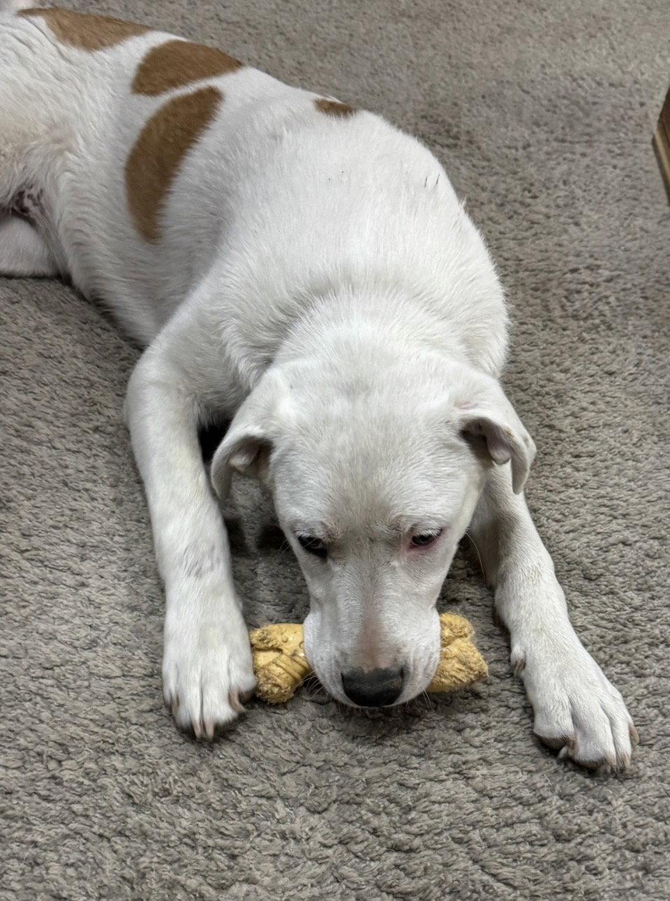 Enlarge Millie, a Adoptable mixed breed in Omaha, NE image 2/3