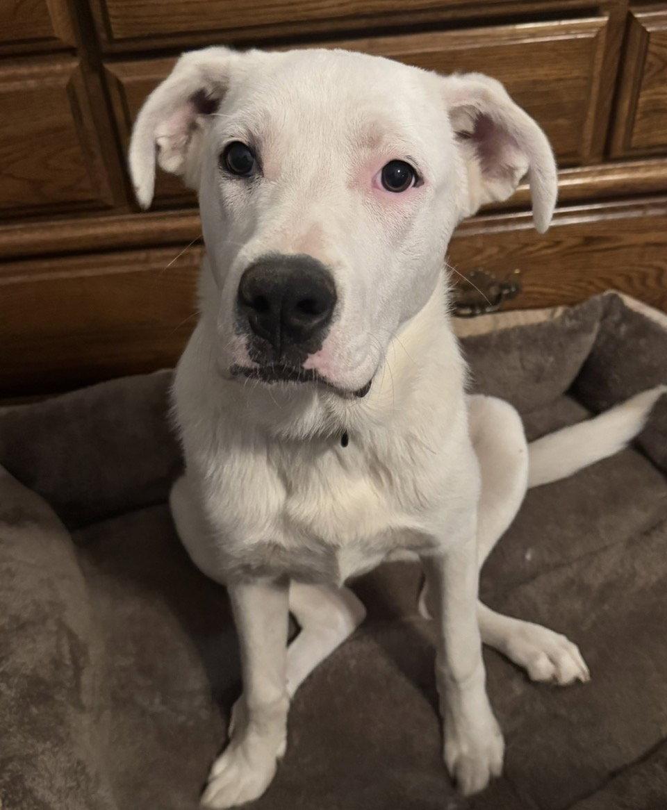 Enlarge Millie, a Adoptable mixed breed in Omaha, NE image 2/3