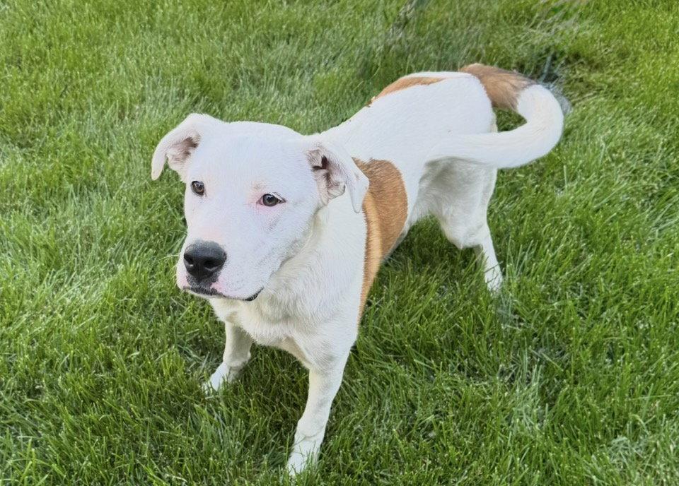 Enlarge Millie, a Adoptable mixed breed in Omaha, NE image 3/3