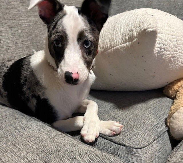 Cooper, Adoptable, Young Male Australian Cattle Dog / Blue Heeler & Rat Terrier.