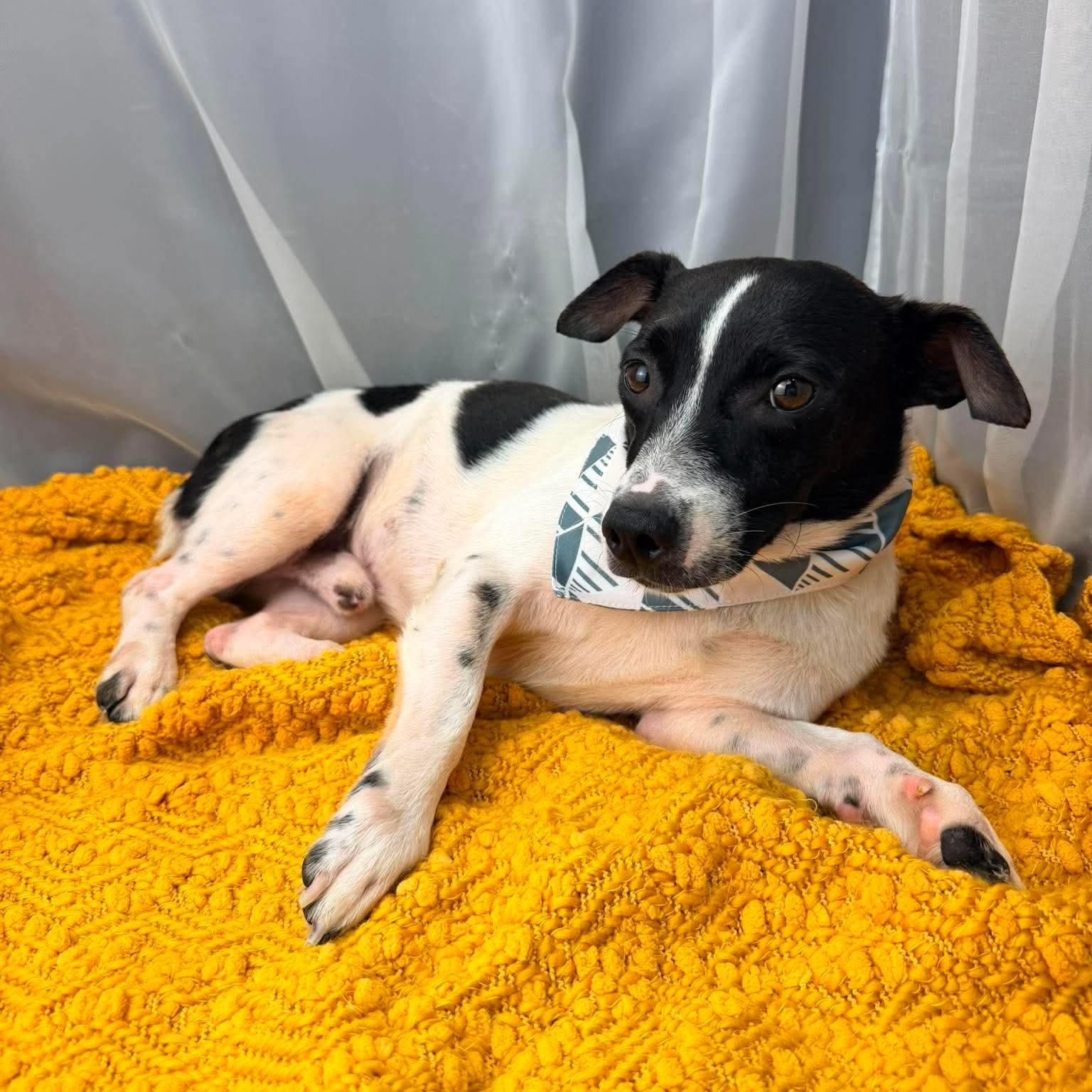 Enlarge Dennis, a Adoptable mixed breed in Jackson, MI image 3/6