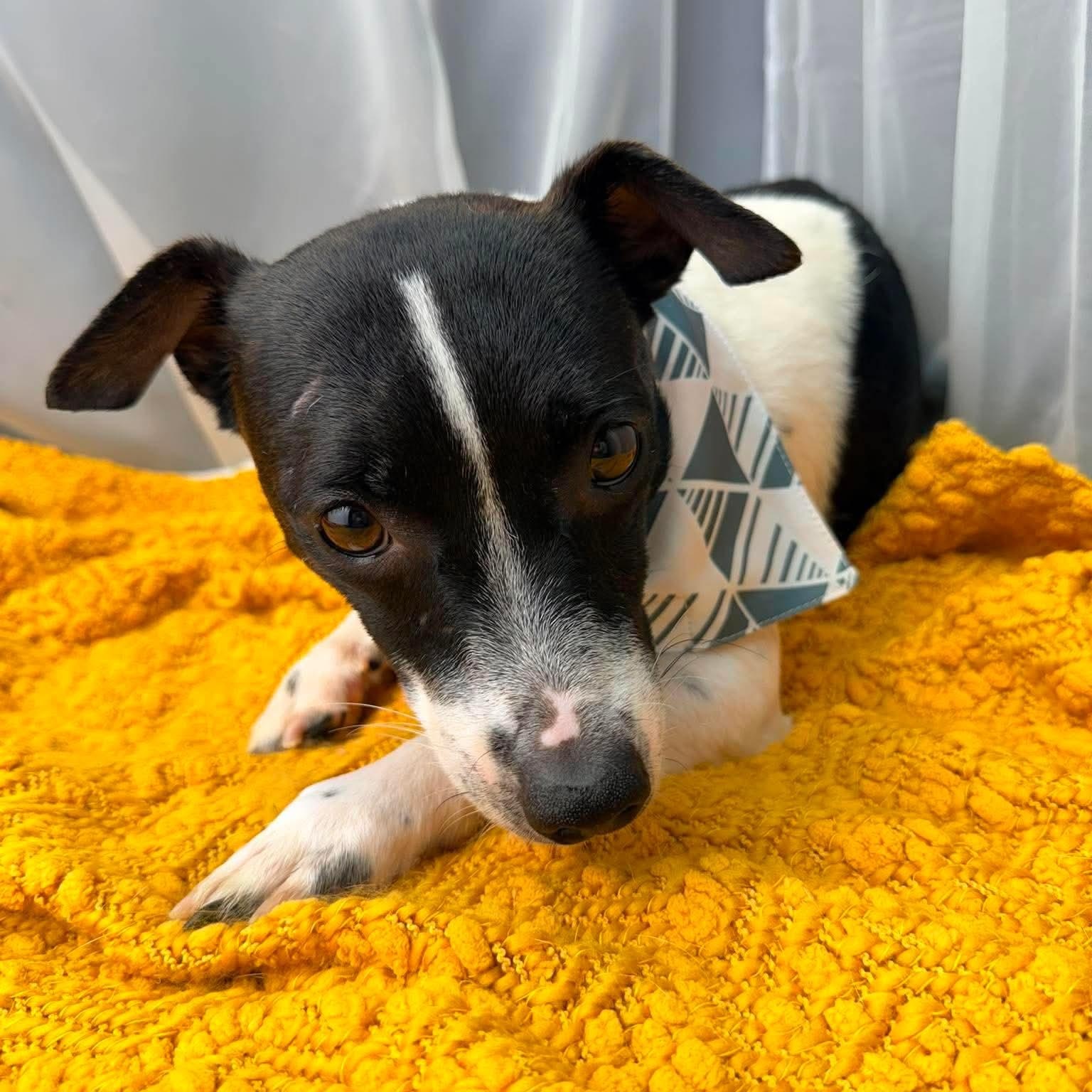 Enlarge Dennis, a Adoptable mixed breed in Jackson, MI image 6/6