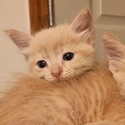 Enlarge Jenny, a Adoptable Domestic Short Hair in Baker City, OR image 2/6