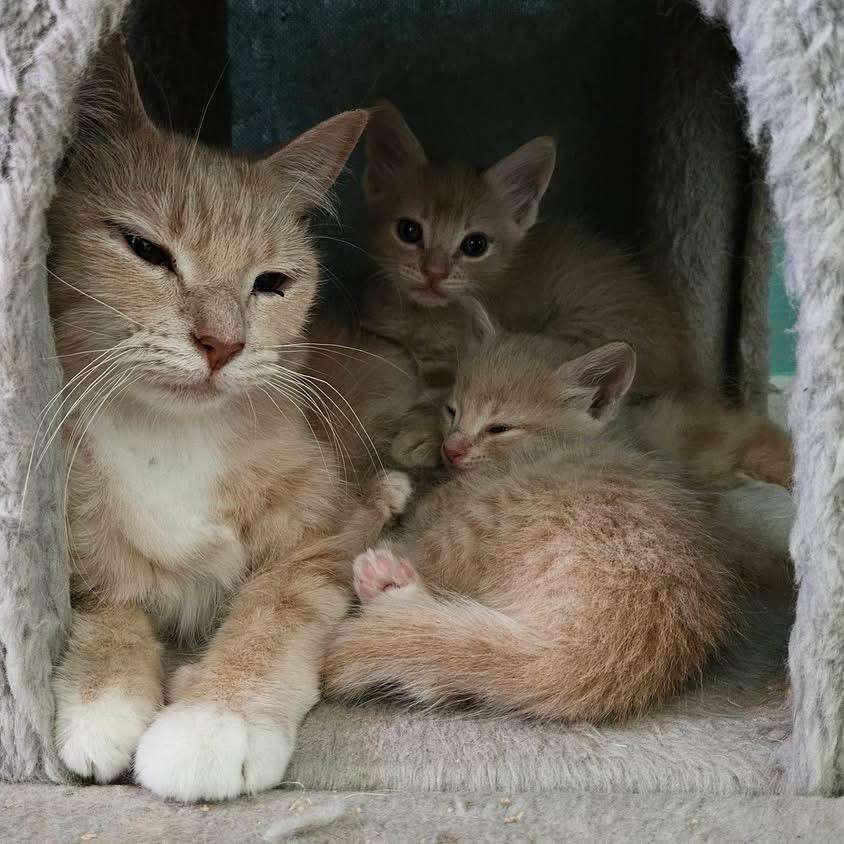 Enlarge Jenny, a Adoptable Domestic Short Hair in Baker City, OR image 3/6