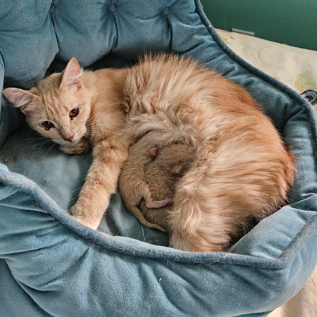 Enlarge Jenny, a Adoptable Domestic Short Hair in Baker City, OR image 5/6