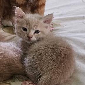 Enlarge Jenny, a Adoptable Domestic Short Hair in Baker City, OR image 6/6