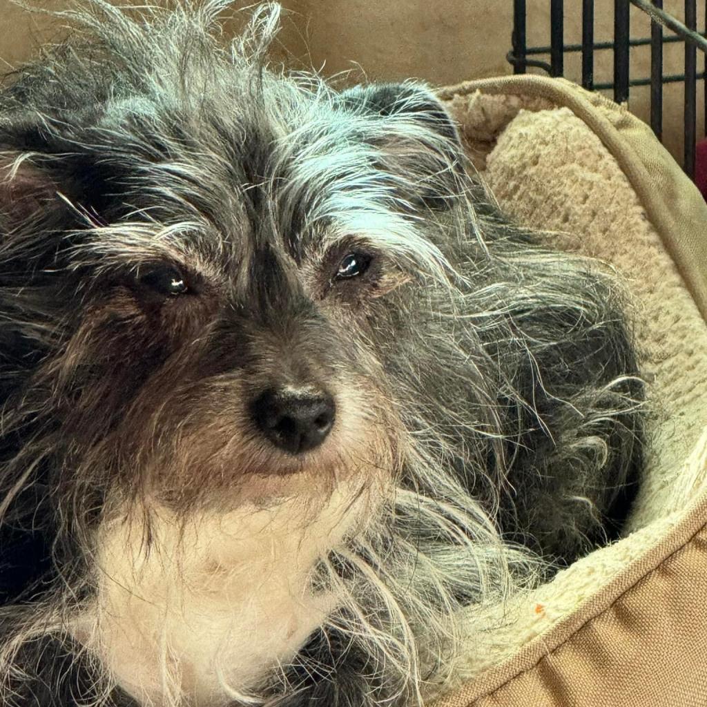 Enlarge Kakashi East #6, a Adoptable Terrier in Allen, TX image 2/6