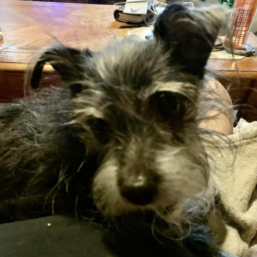 Enlarge Kakashi East #6, a Adoptable Terrier in Allen, TX image 3/6