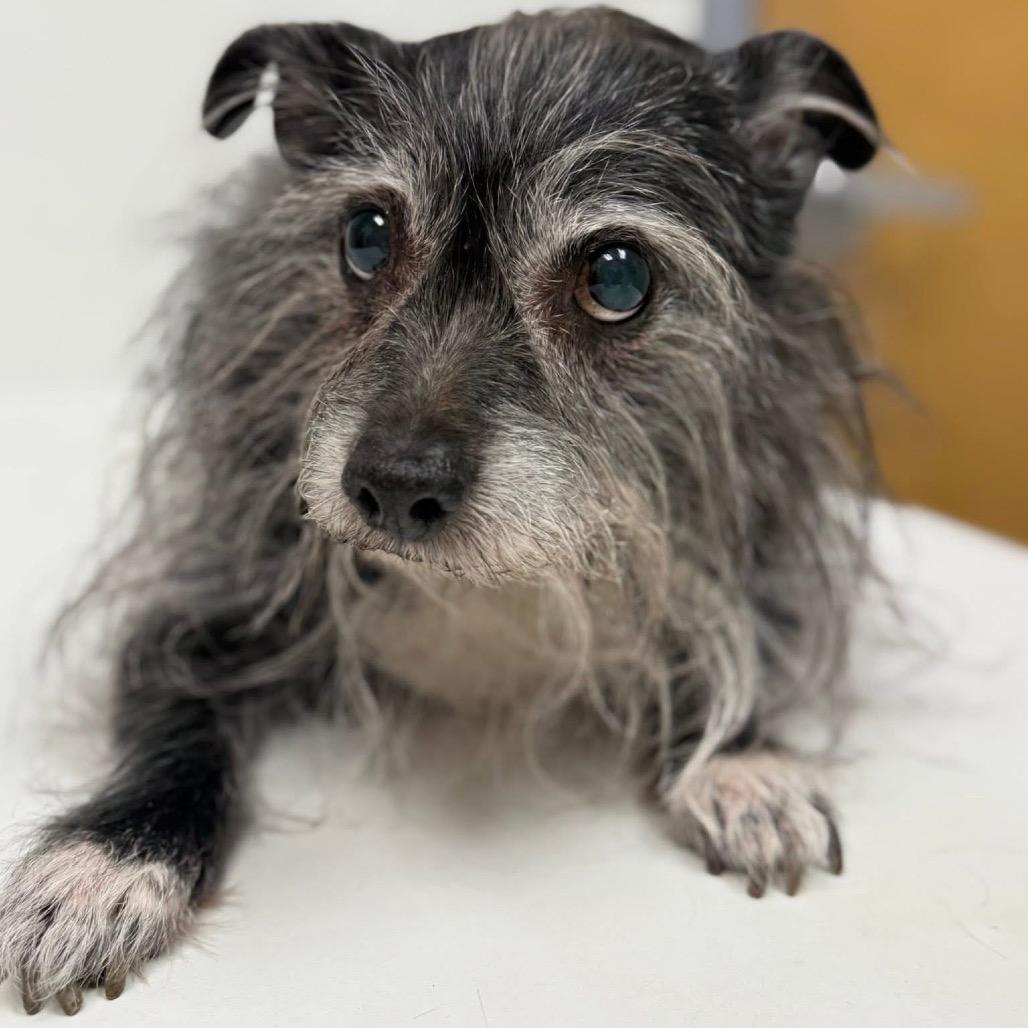 Enlarge Kakashi East #6, a Adoptable Terrier in Allen, TX image 3/6